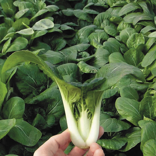 Pak Choy Green Microgreen Herb Seeds