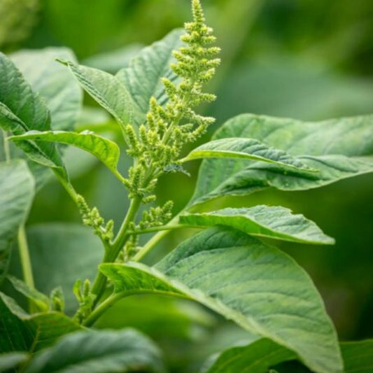 Amaranthus Viridis Green Summer Flower Seeds
