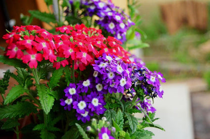 Verbena Mixed Color Flower Seeds