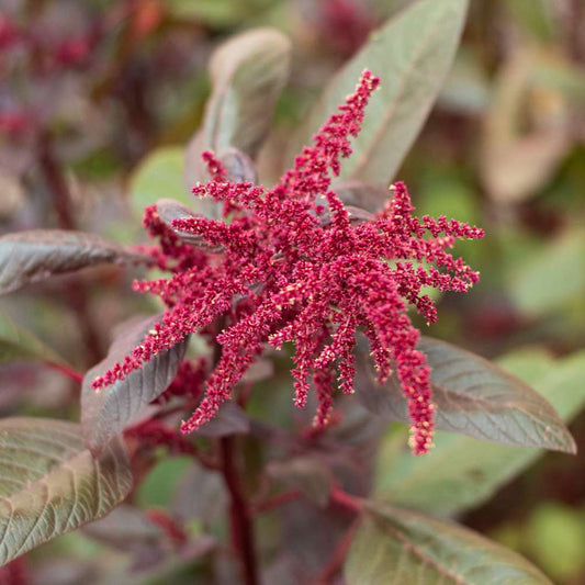 Amaranthus Viridis Red Flower Seeds