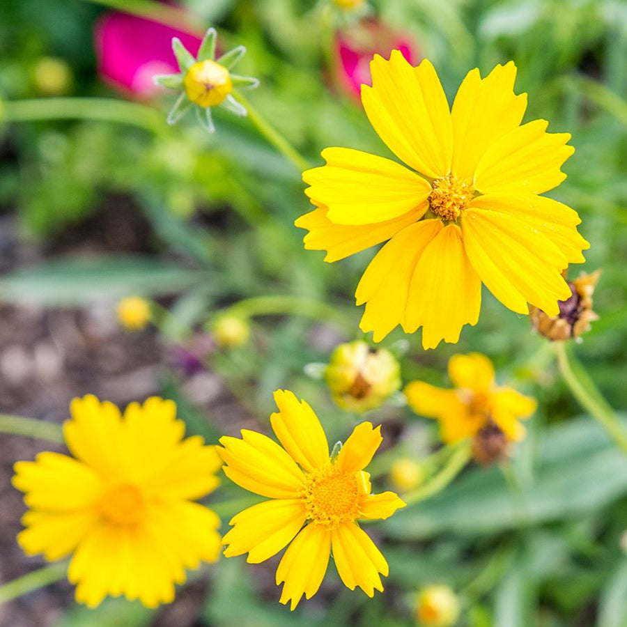 Coreopsis Flower Seeds – Vibrant & Easy-to-Grow Perennials for Your Garden