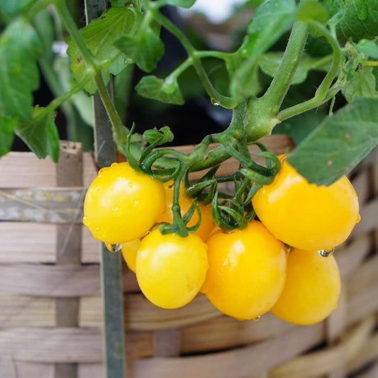 Plum Yellow Tomatoes - Fresh, Sweet, and Juicy Heirloom Variety