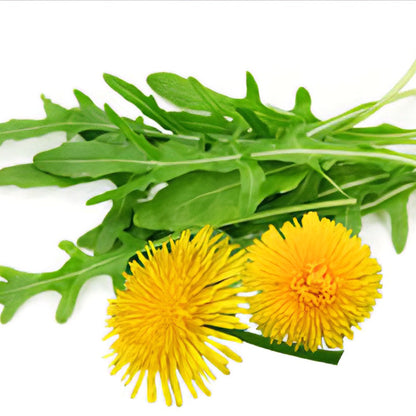 Dandelion Imported Microgreens Seeds