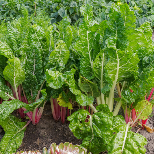 Collard & Swiss Chard Mix – Misticanza Microgreens Seed Blend