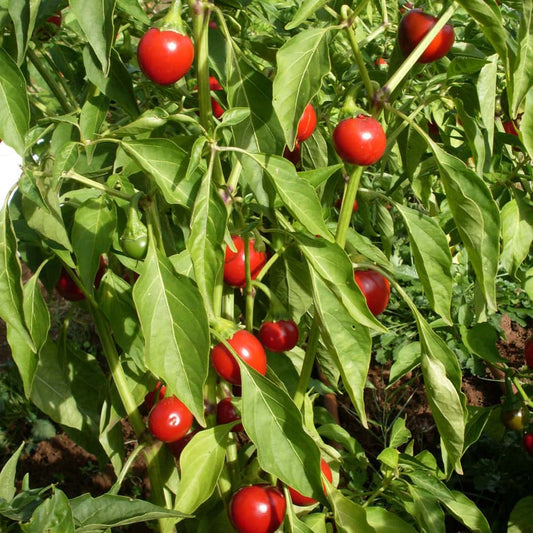 Hot Pepper Round Shaji Seeds Exotic Vegetable Seeds