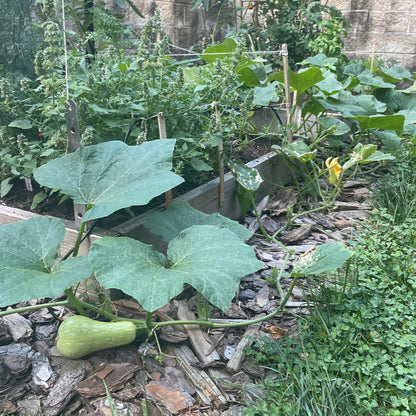 Walthum Butternut Squash - Fresh and Nutritious