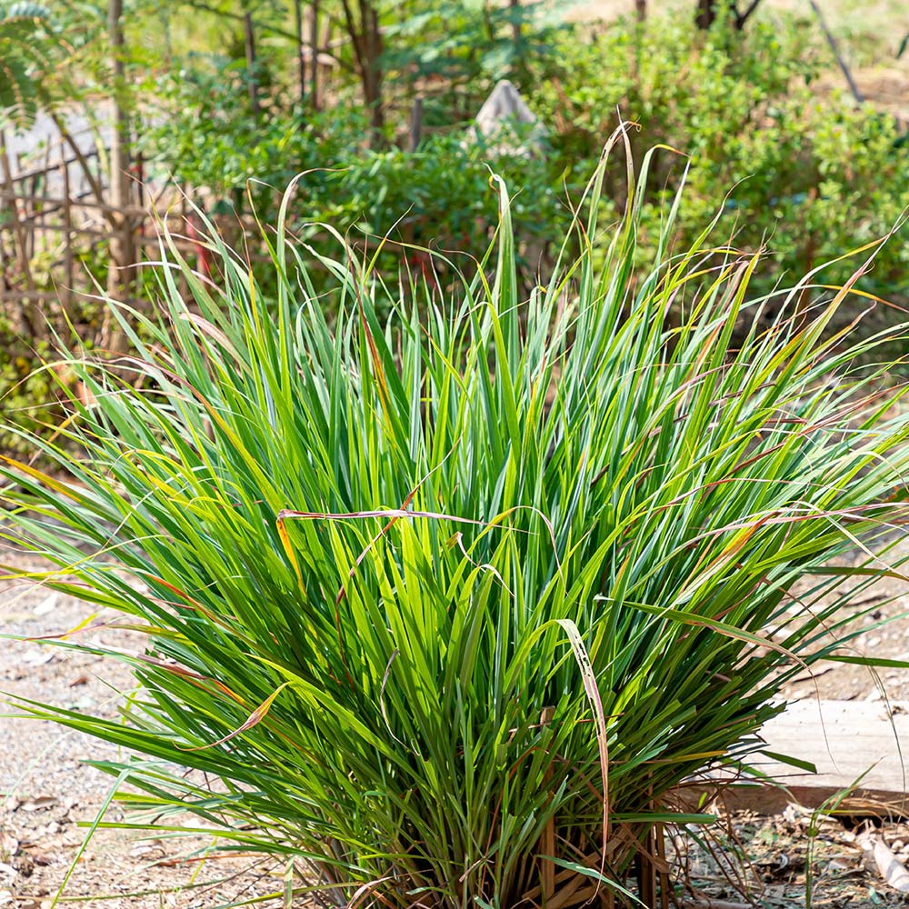 Lemon Grass Selection Herb Seeds
