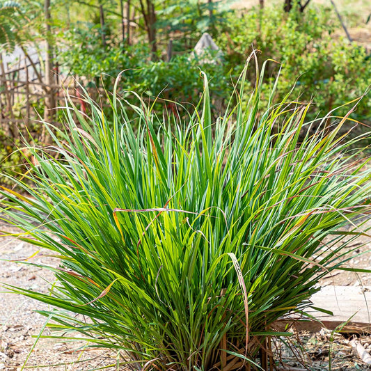 Lemon Grass Selection Herb Seeds