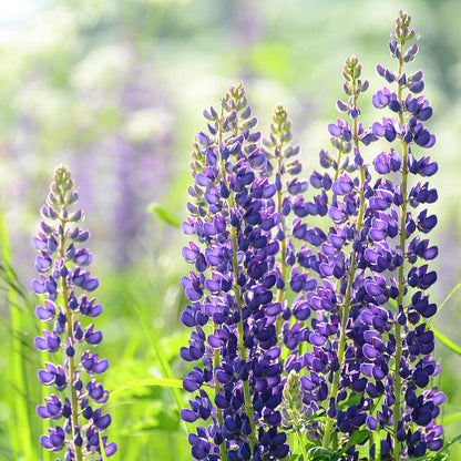 Lupine Flower Seeds – Vibrant & Easy-to-Grow Perennials for Your Garden