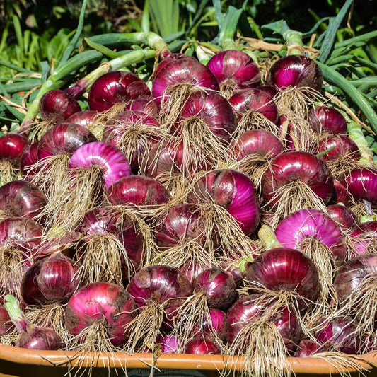 Onion Improved Dark Red Vegetable Seeds