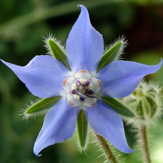 Borage Imported Microgreens Seeds
