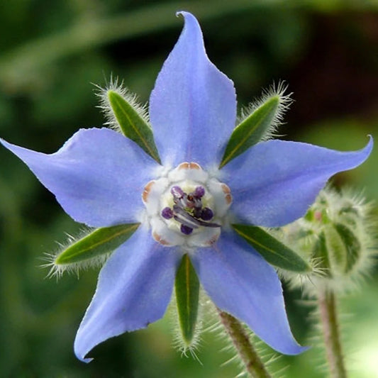 Borage Imported Herb Seeds