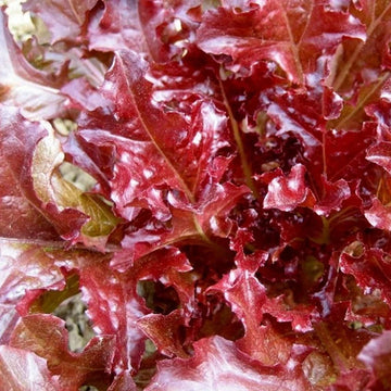 Organic Oak Leaf Red Microgreens Seeds for Lettuce Salad