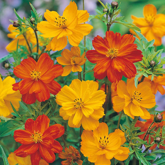 Cosmos Bright Light Mixed Seeds