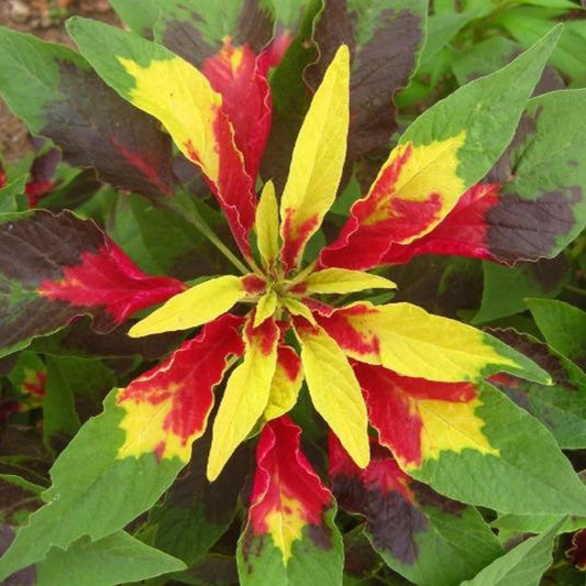 Amaranthus Mixed Summer Flower Seeds