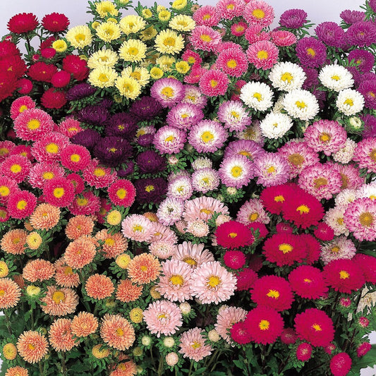 Aster Formula Mixed Seeds