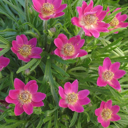 Anemone Multifida Mixed Seeds