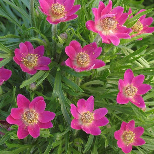 Anemone Multifida Mixed Seeds