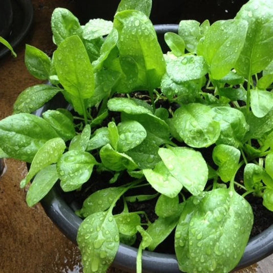 Baby Spinach Microgreens Seeds