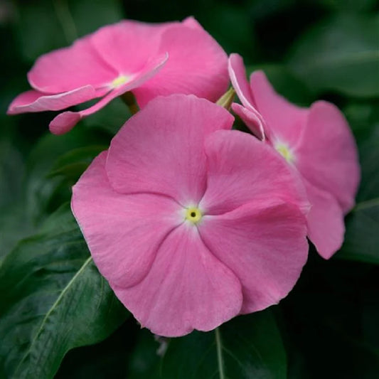 Vinca F1 Trailing Pink Summer Flower Seeds