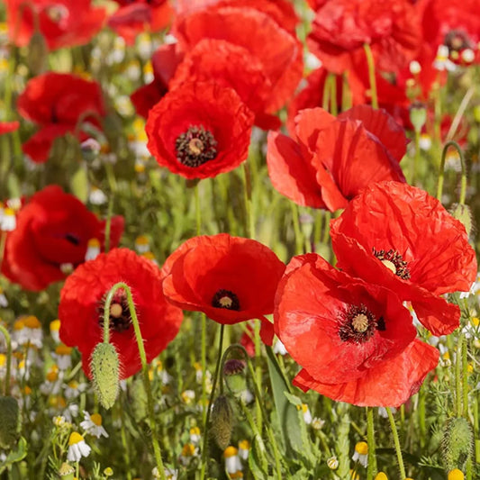 Poppy Shirley Red Flower Seeds