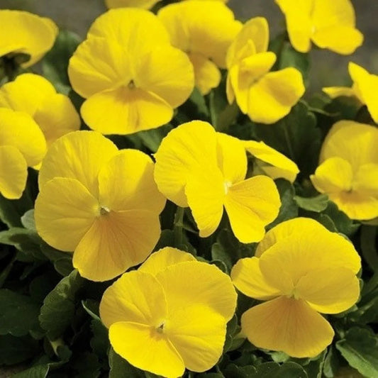 Pansy Aqua Lemon Winter Flower Seeds
