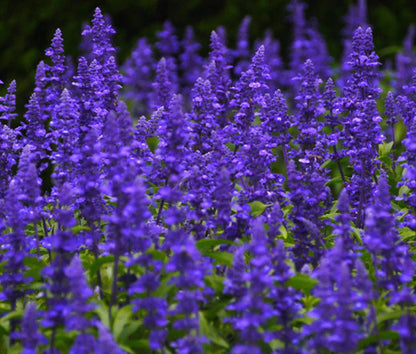 Salvia Farinacea 'Blue' Winter Flower Seeds