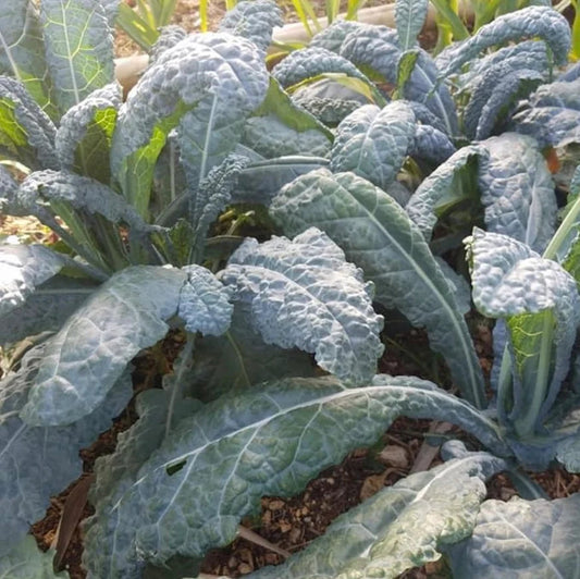 Collard Kale Brassica Nero Leaf Microgreens Seeds