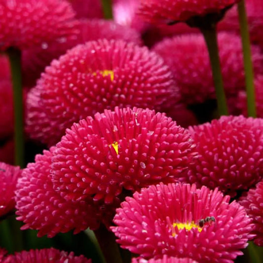 Daisy Bellis Red Winter Flower Seeds