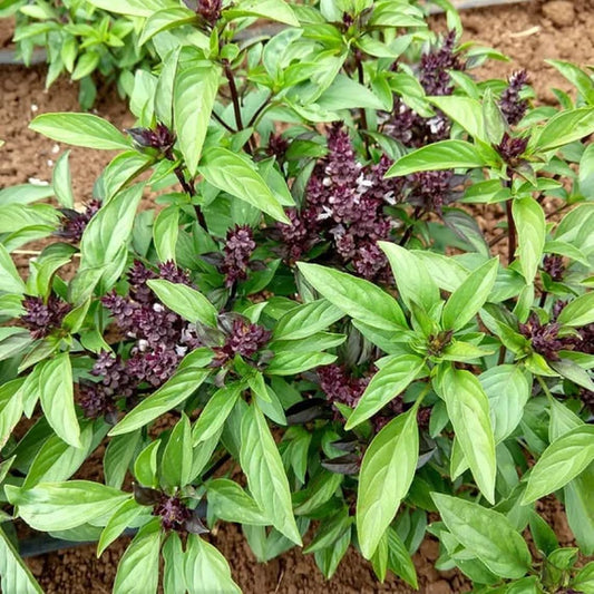 Thai Basil Microgreens Seeds