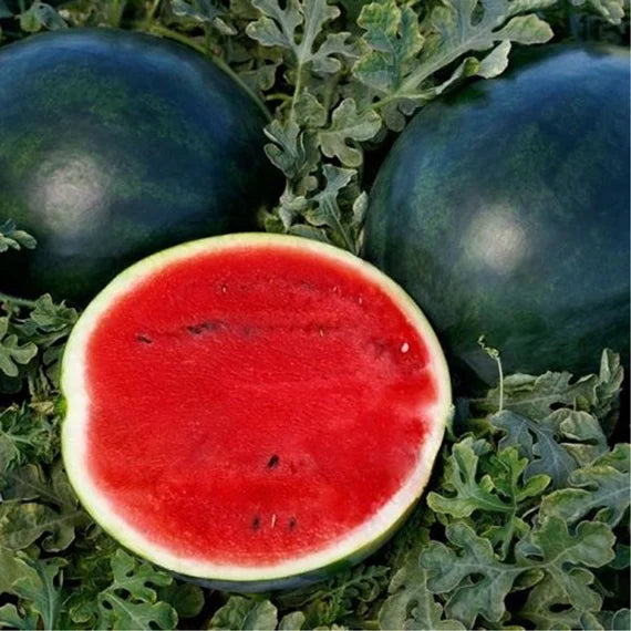 Watermelon F1 Arya 114 Black Round Vegetable Seeds