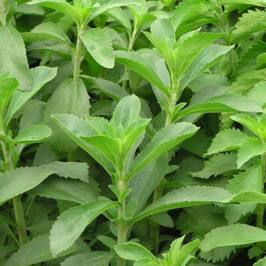 STEVIA SWEET LEAVES Herb Seeds