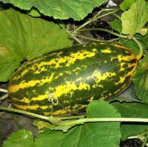 South Cucumber Snabher Selection Vegetable Seeds