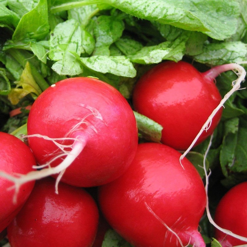 Round Scarlet Globe Radish – Fresh, Crisp, and Flavorful Exotic Vegetable Seeds
