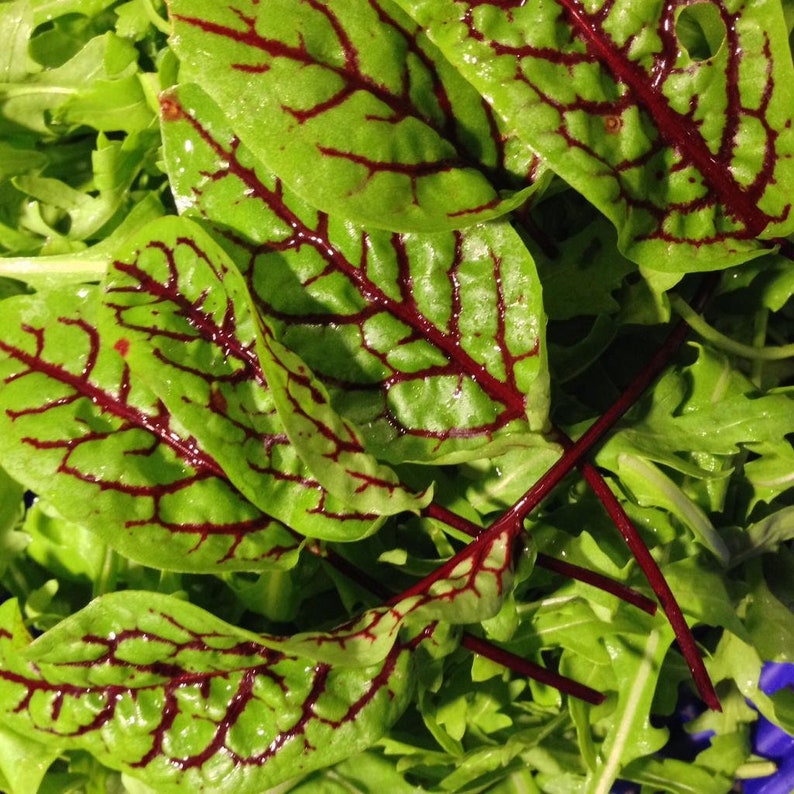 Sorrel Green Leaf Microgreens Seeds