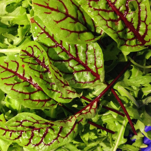 Sorrel Green Leaf Microgreens Seeds
