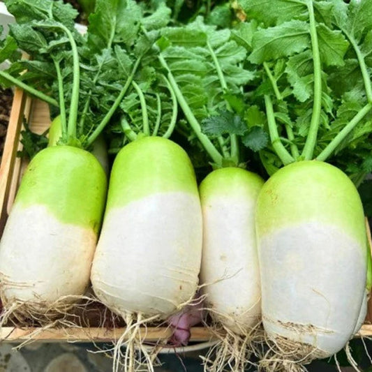 Radish Half Green Paradise - Fresh, Crisp, and Delicious Exotic Vegetable Seeds