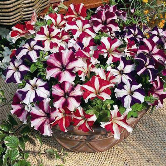 Petunia Ultra Star Mixed Winter Flower Seeds