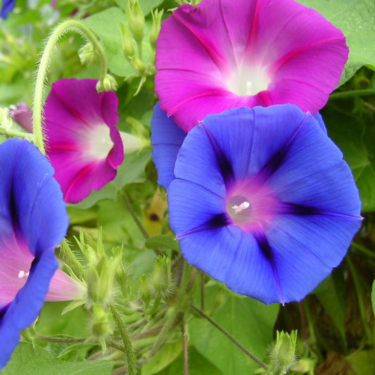 Ipomea Mixed Summer Flower Seeds