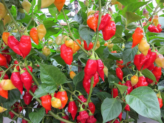 Pepper Imported Santa Fe Grande Exotic Vegetable Seeds