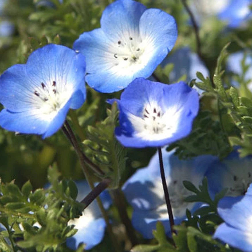 Nimophila Flower Seeds - Beautiful Ground Cover & Vibrant Blooms for Your Garden