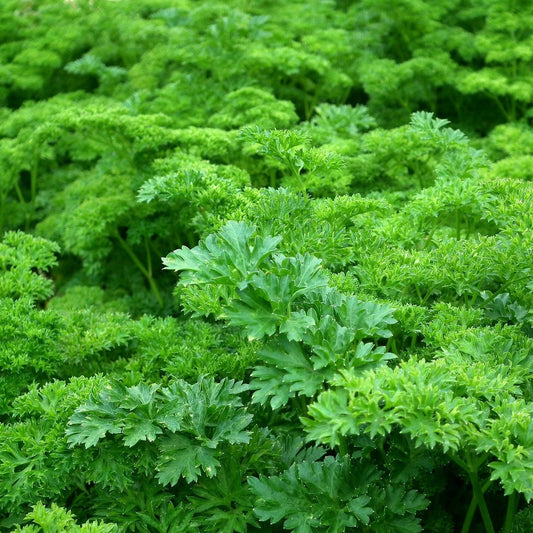 Parsley Forest Green Triple Curled Leaf Microgreens Seeds