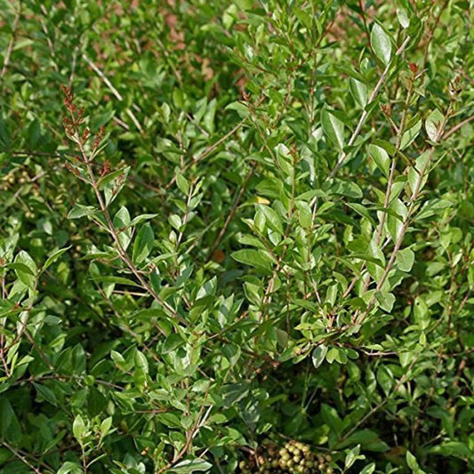 Mehendi Heena Leaves Herb Seeds