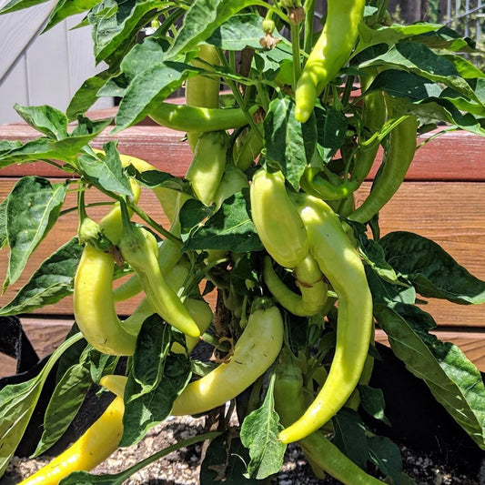 Sweet Banana Chilli Pepper Vegetable Seeds