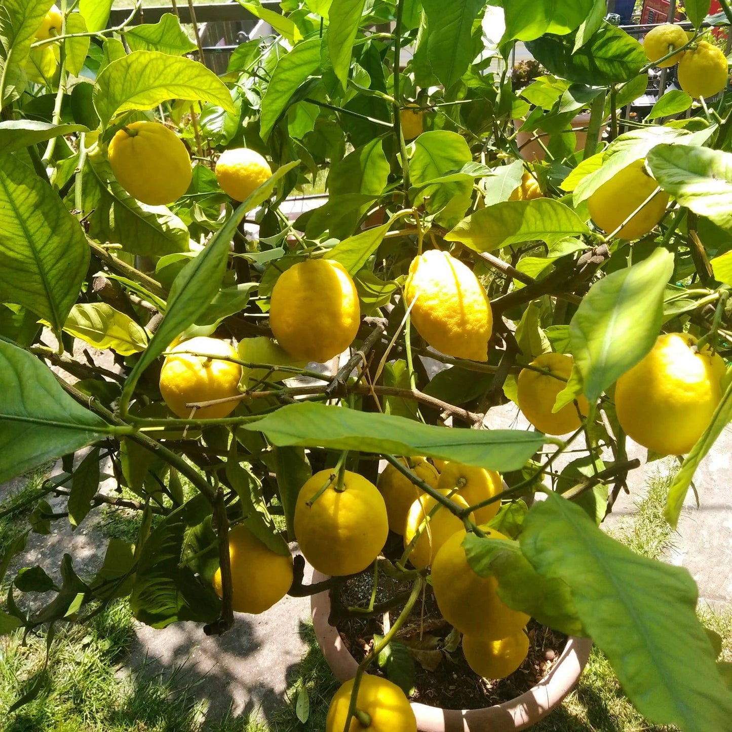 Citrus Galgal Fruit Seeds