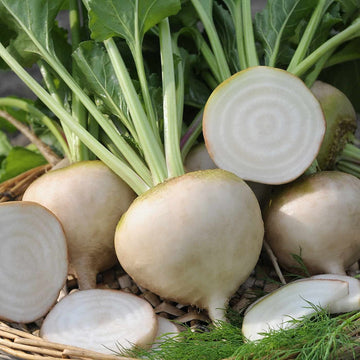 White Imperial Beetroot – Fresh, Nutritious, and Versatile Exotic Vegetable Seeds