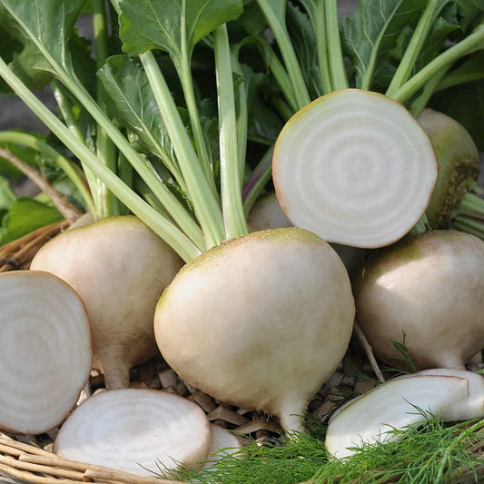 White Imperial Beetroot – Fresh, Nutritious, and Versatile Exotic Vegetable Seeds