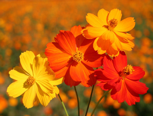 Cosmos Bright Light Mixed Flower Seeds
