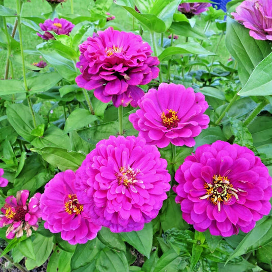 Zinnia F1 Tall Purple Summer Flower Seeds