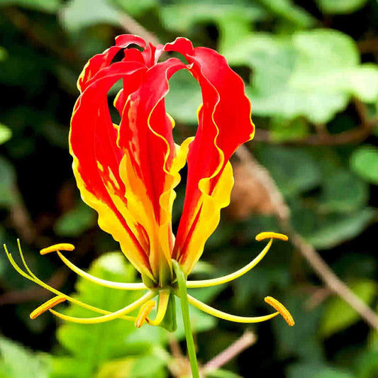 Gloriosa Superba Flame Lily Seeds